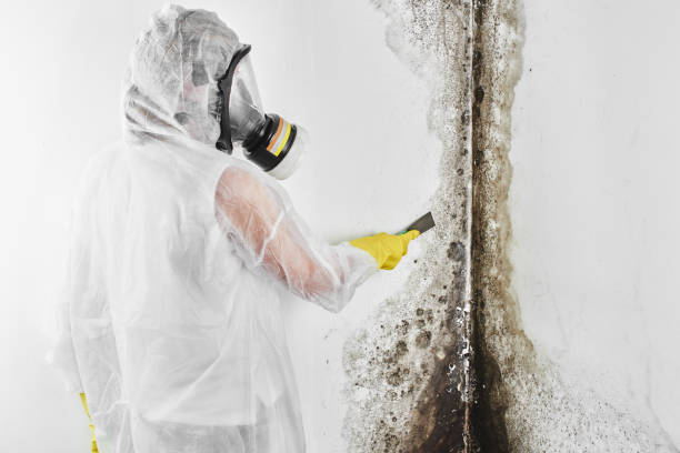 Best Certified Mold Removal  in Plantation, FL