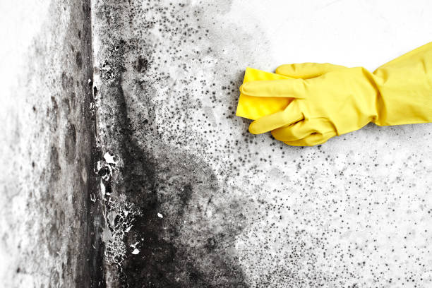 Plantation, FL Mold Removal Company