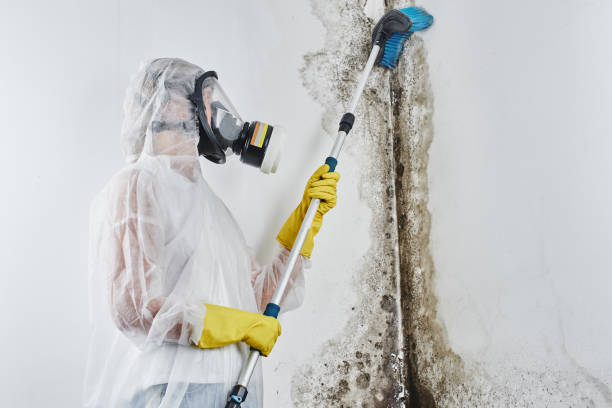 Best Same-Day Mold Removal  in Plantation, FL