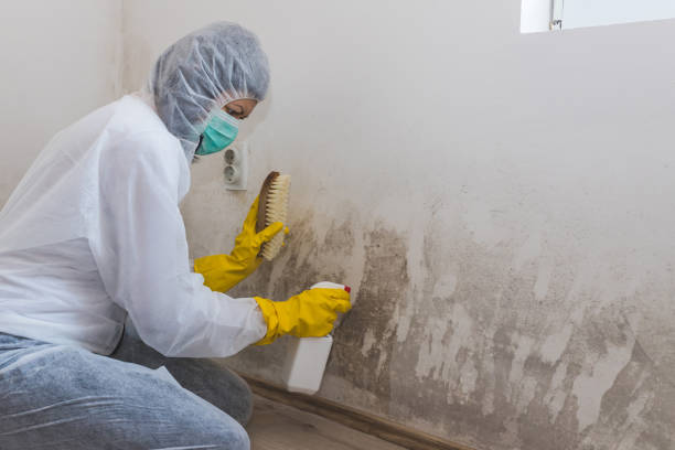 Best Mold Damage Repair  in Plantation, FL