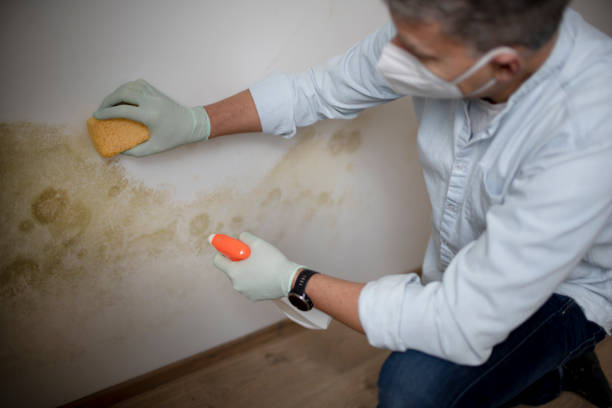 Mold Removal and Inspection in Plantation, FL