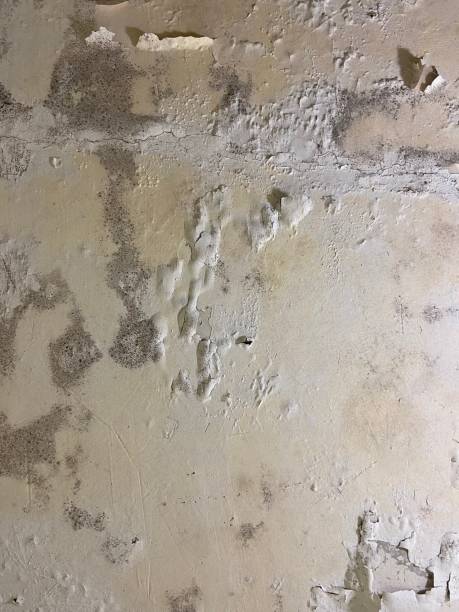 Best Mold Inspection  in Plantation, FL