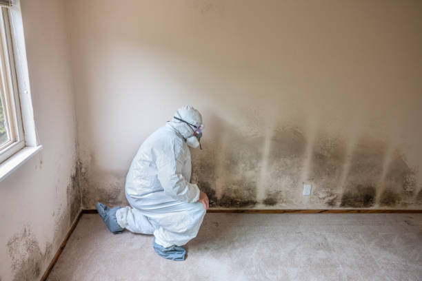 Crawl Space Mold Removal in Plantation, FL
