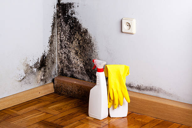 Best Professional Mold Removal  in Plantation, FL