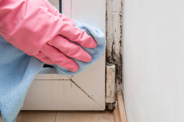 Mold Testing and Removal in Plantation, FL
