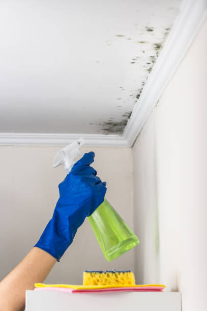 Best Crawl Space Mold Removal  in Plantation, FL